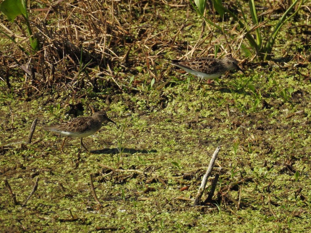 Least Sandpiper - Michael Weisensee