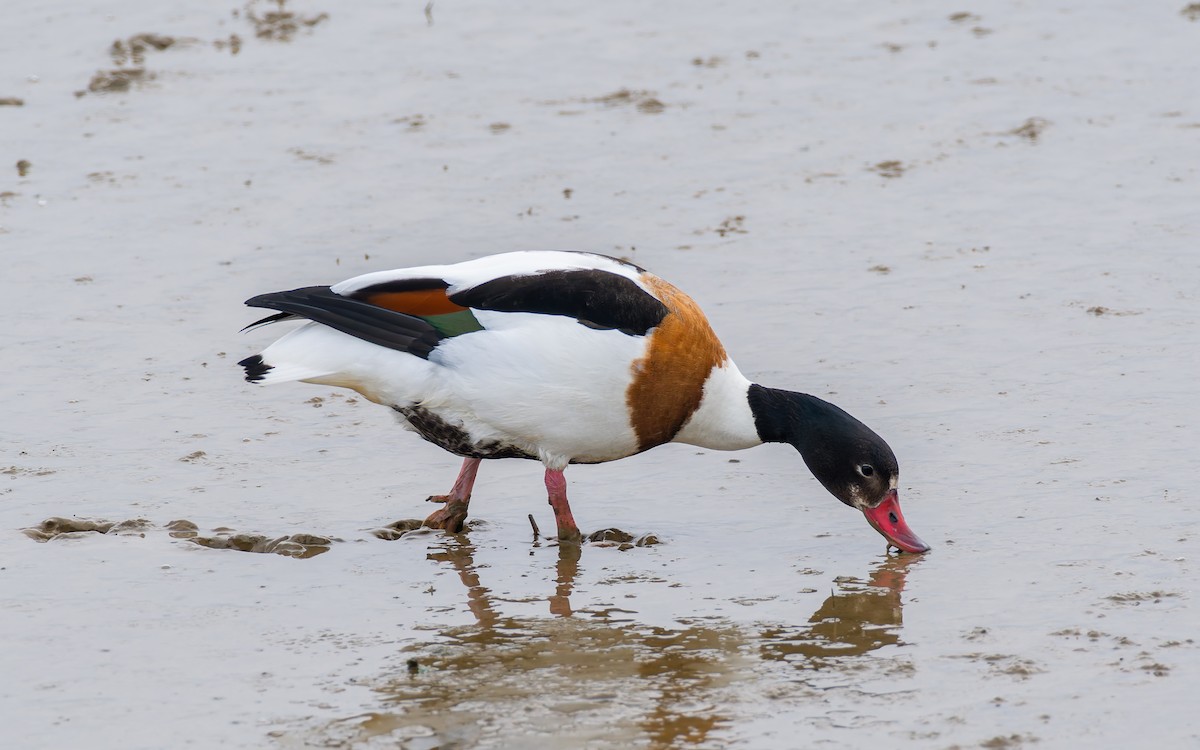 Common Shelduck - Peter Kennerley