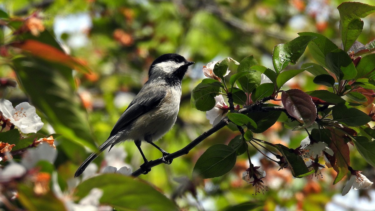 Black-capped Chickadee - ML618074367