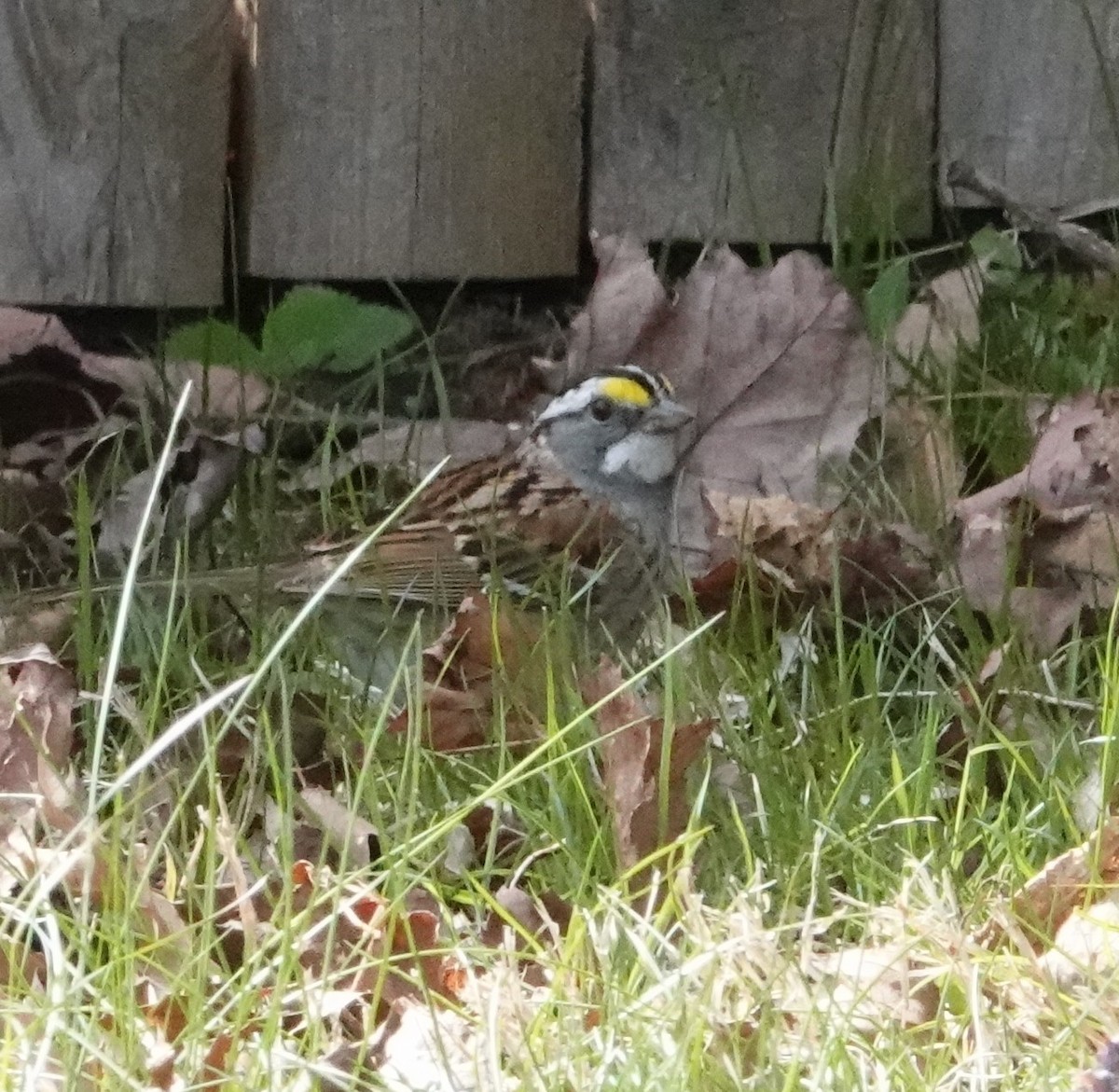 White-throated Sparrow - Jonathan O'Keeffe