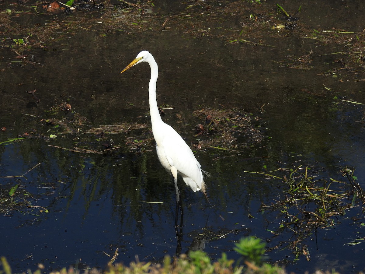 Great Egret - Michael Weisensee