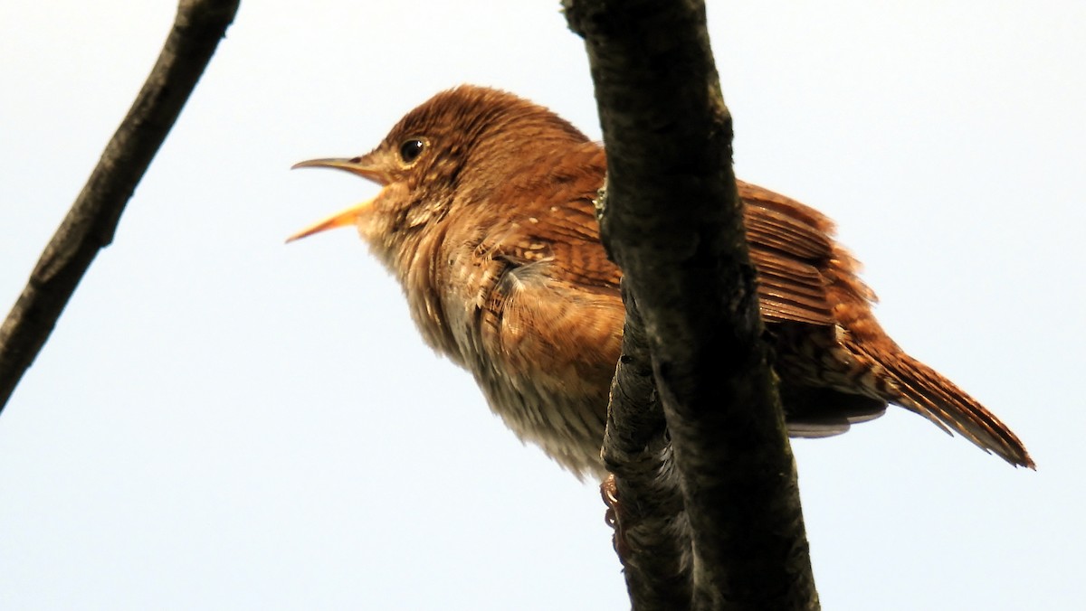 Northern House Wren - ML618074381