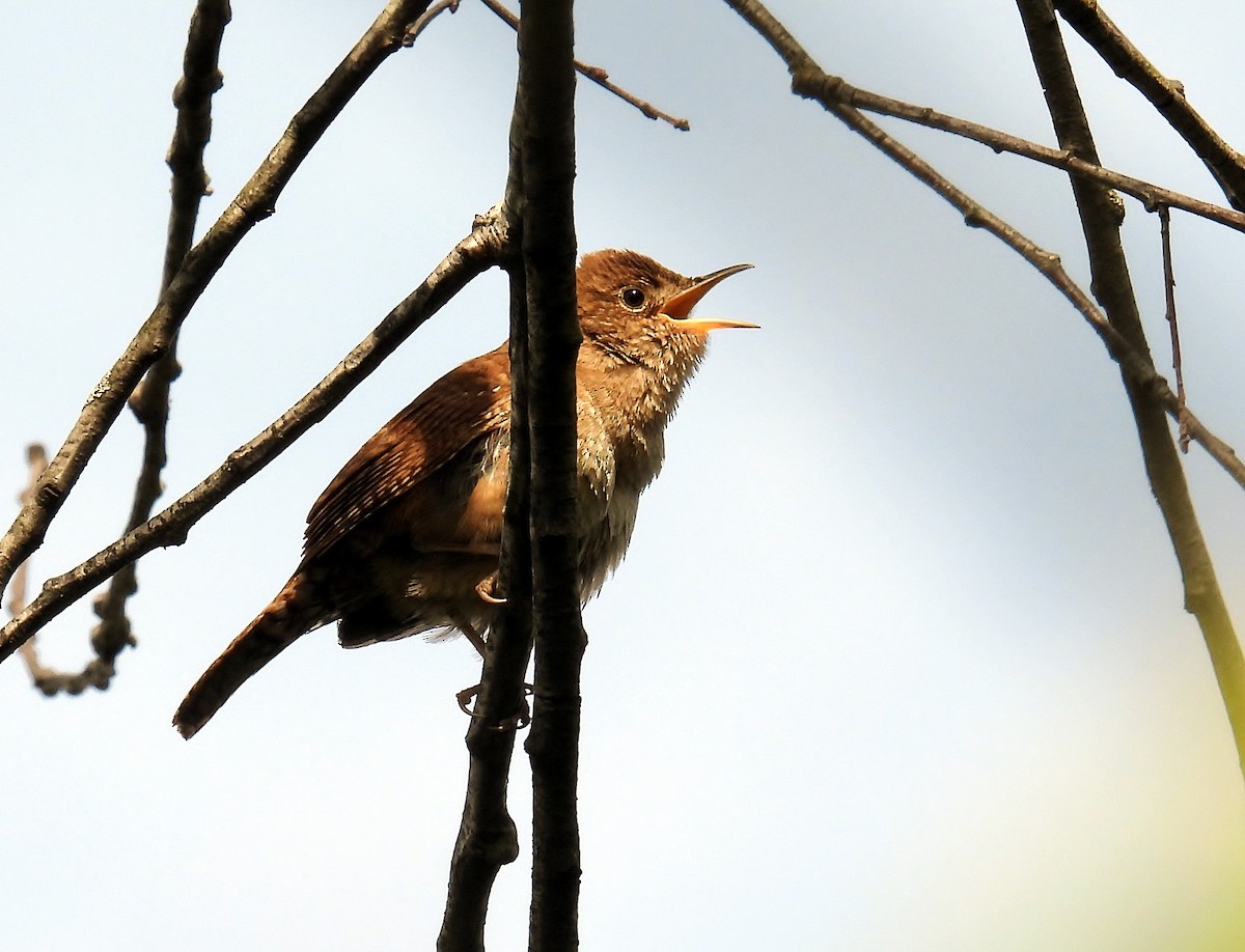 Northern House Wren - ML618074382