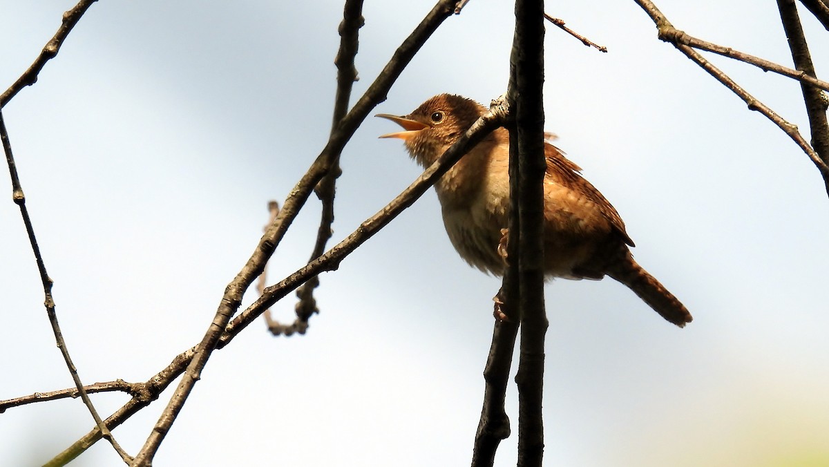 Northern House Wren - ML618074383