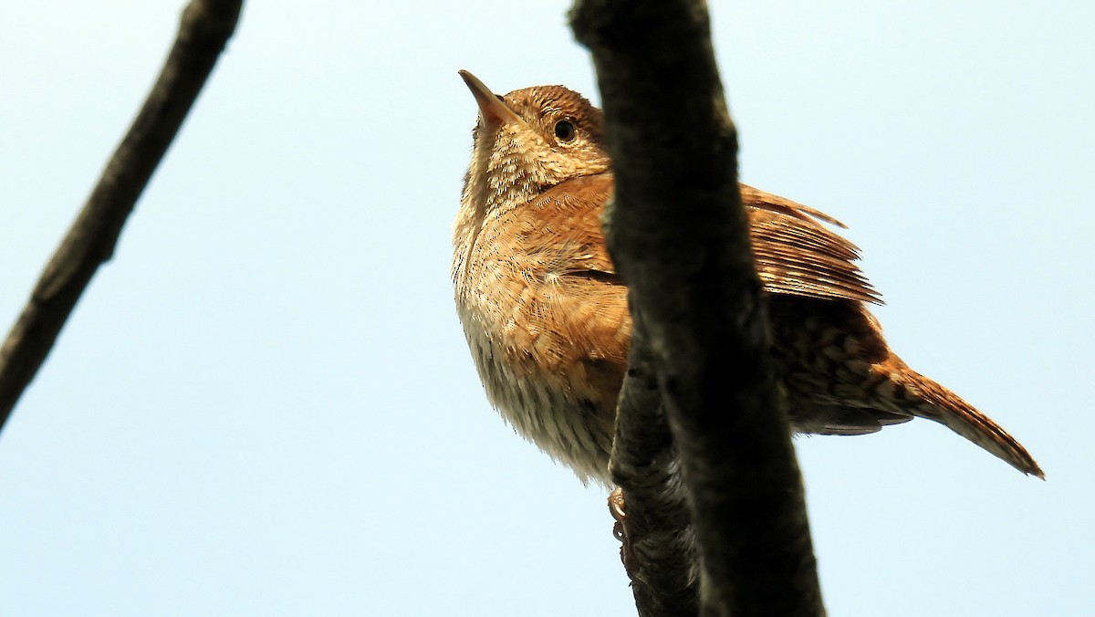 House Wren - ML618074384