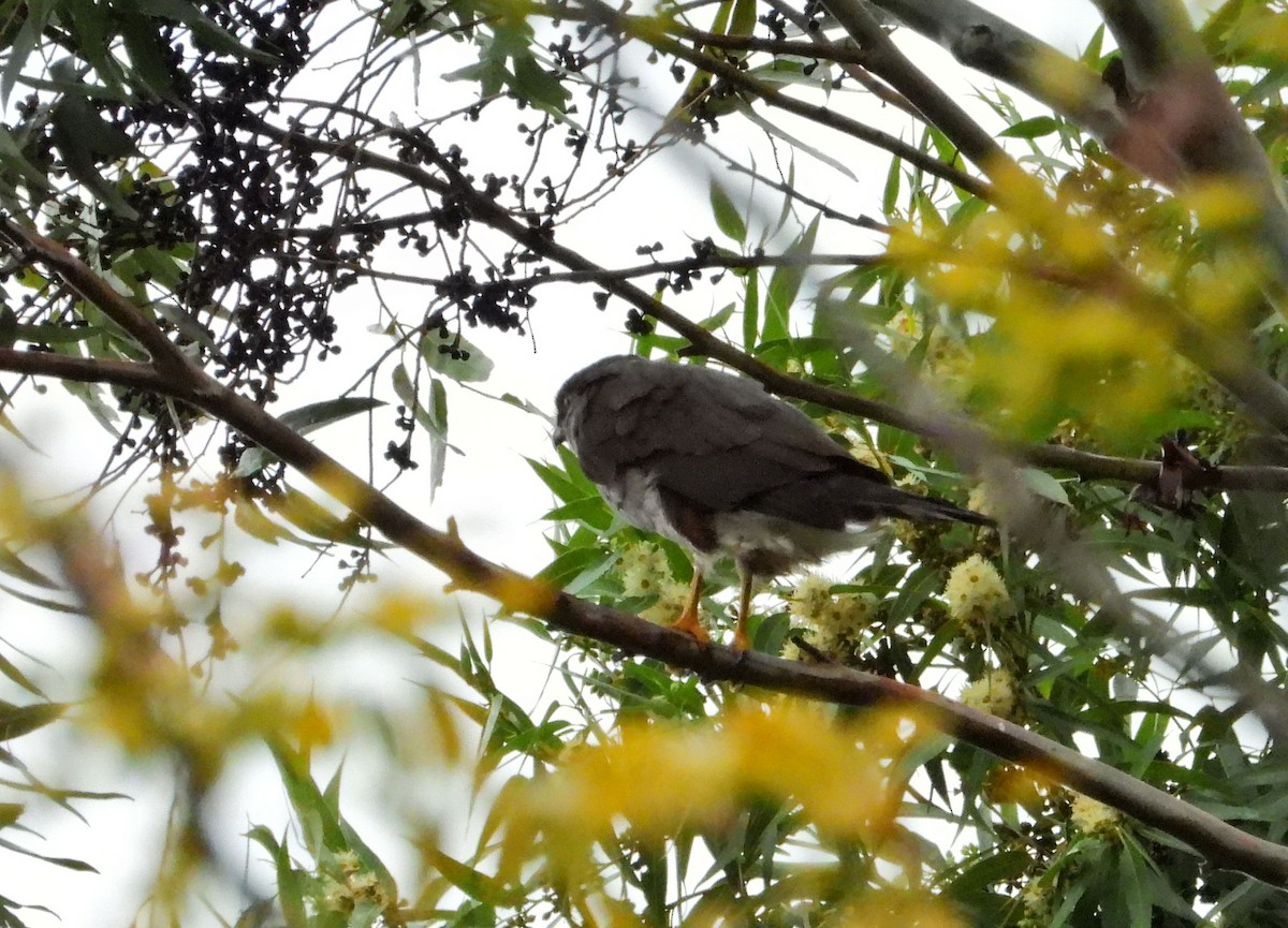 モモアカハイタカ - ML618074394