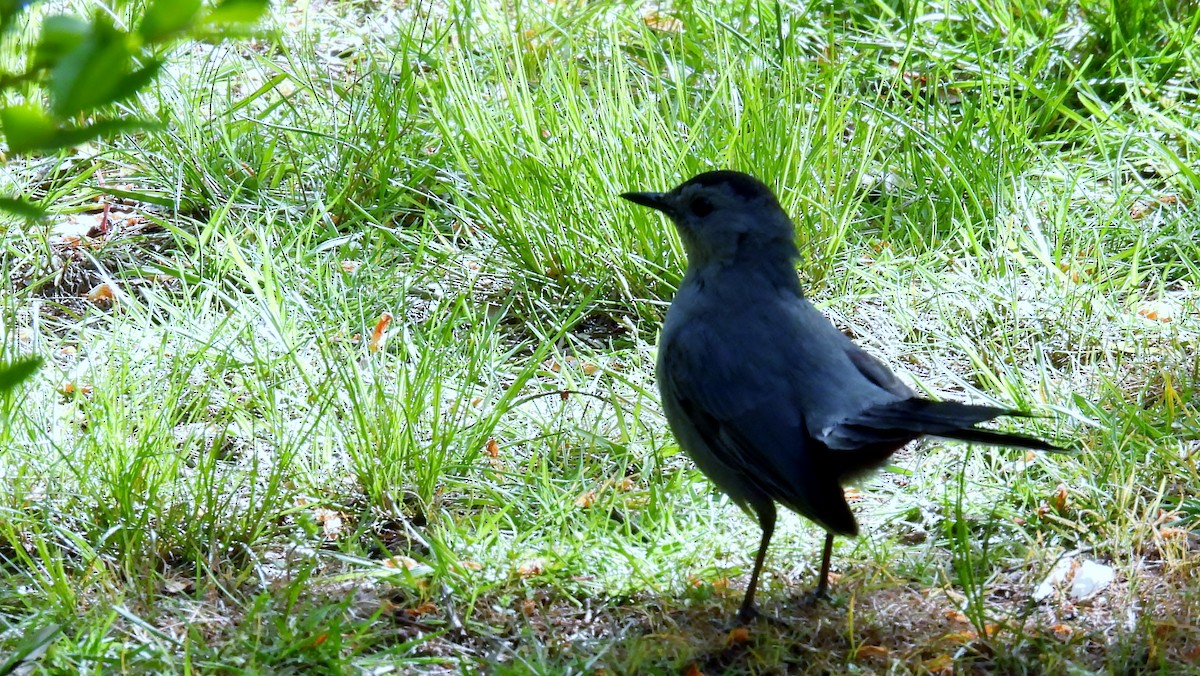 Gray Catbird - ML618074401