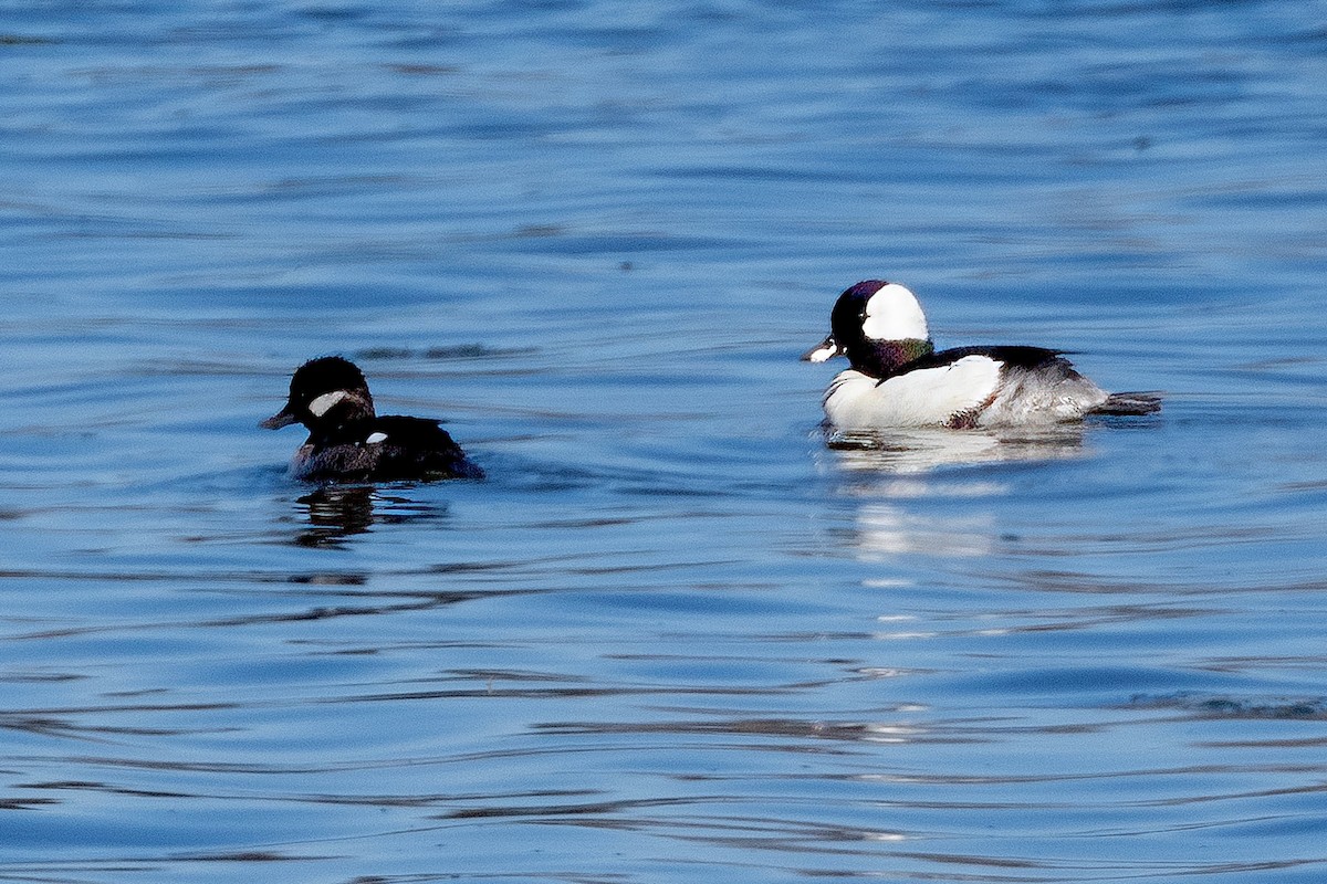 Bufflehead - ML618074409