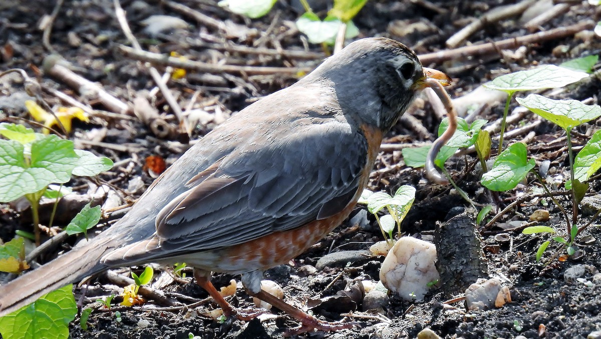 American Robin - ML618074410