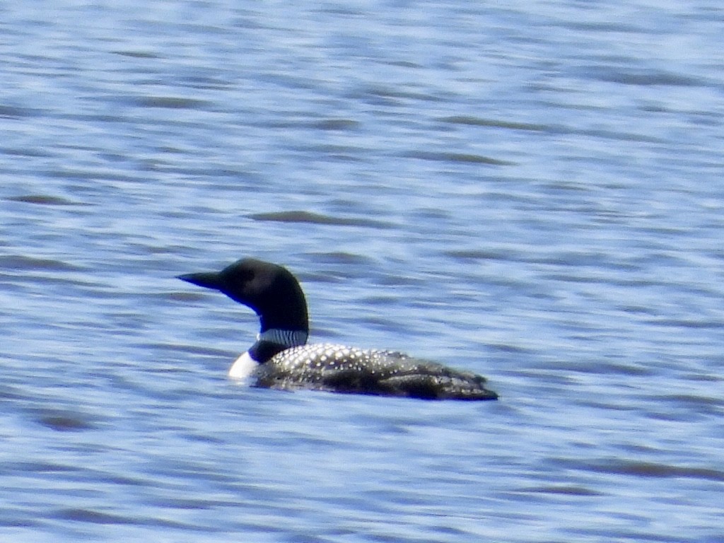 Common Loon - Christine Bolduc