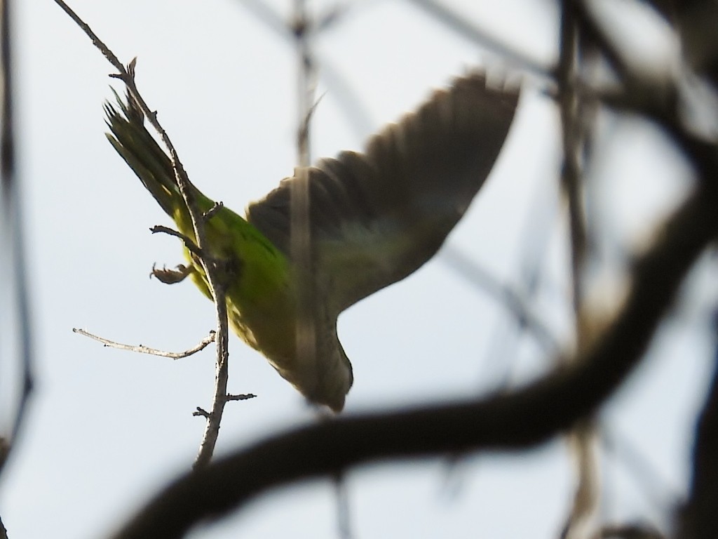 Monk Parakeet - Douglas Cioffi