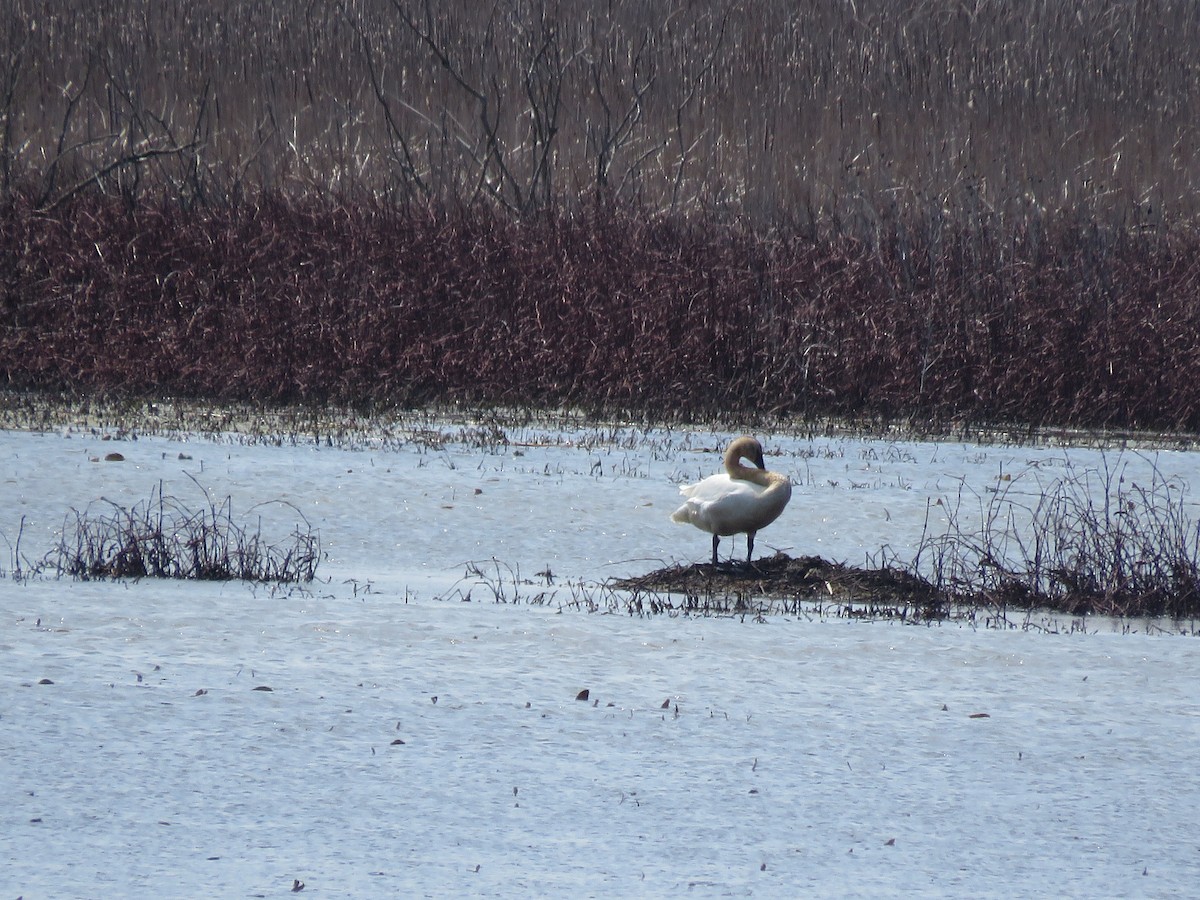 Trumpeter Swan - Curtis Mahon