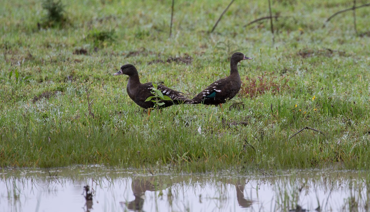 African Black Duck - ML618074451