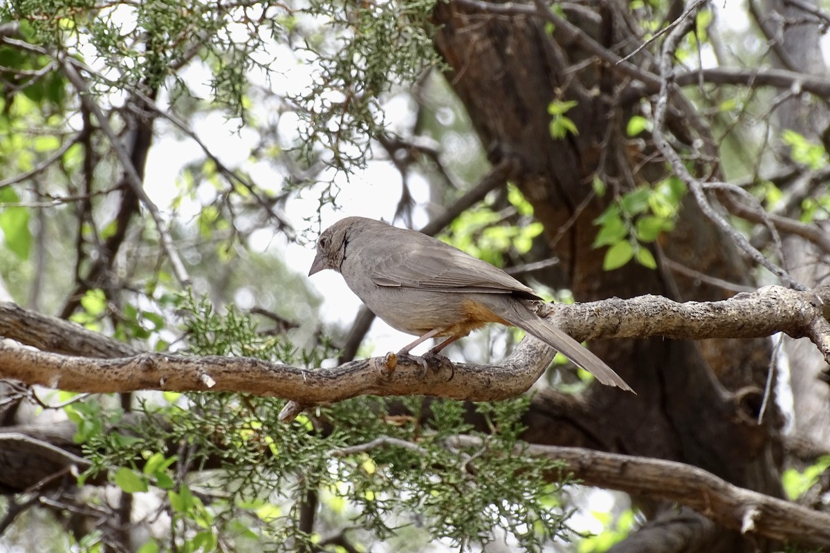 Canyon Towhee - Nathan Miller