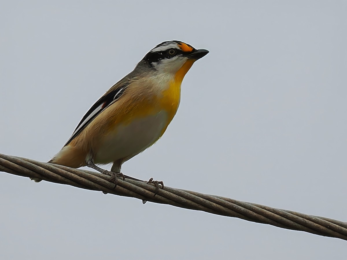 Pardalote Estriado - ML618074466