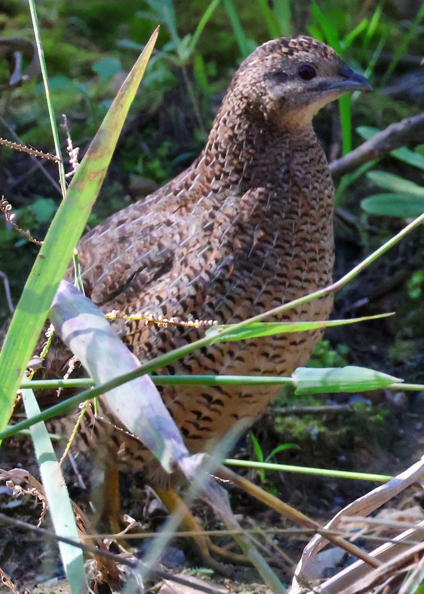 Brown Quail - Sonia Boughton