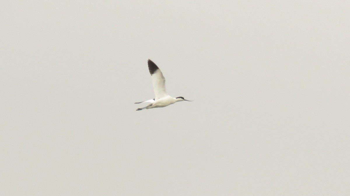 Pied Avocet - ML618074487