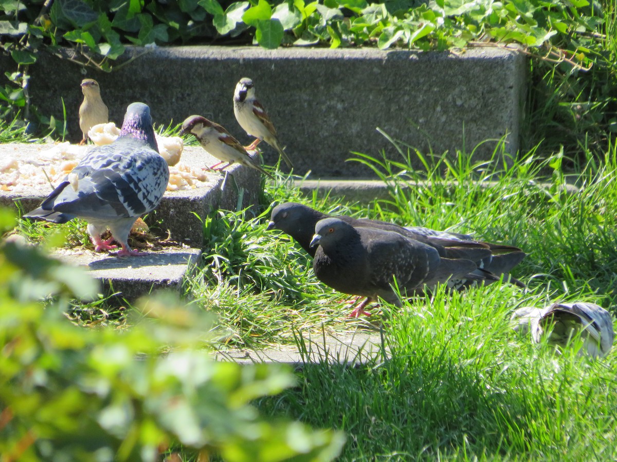 Rock Pigeon (Feral Pigeon) - MIloš Racković