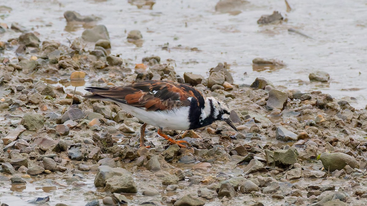 Ruddy Turnstone - Peter Kennerley