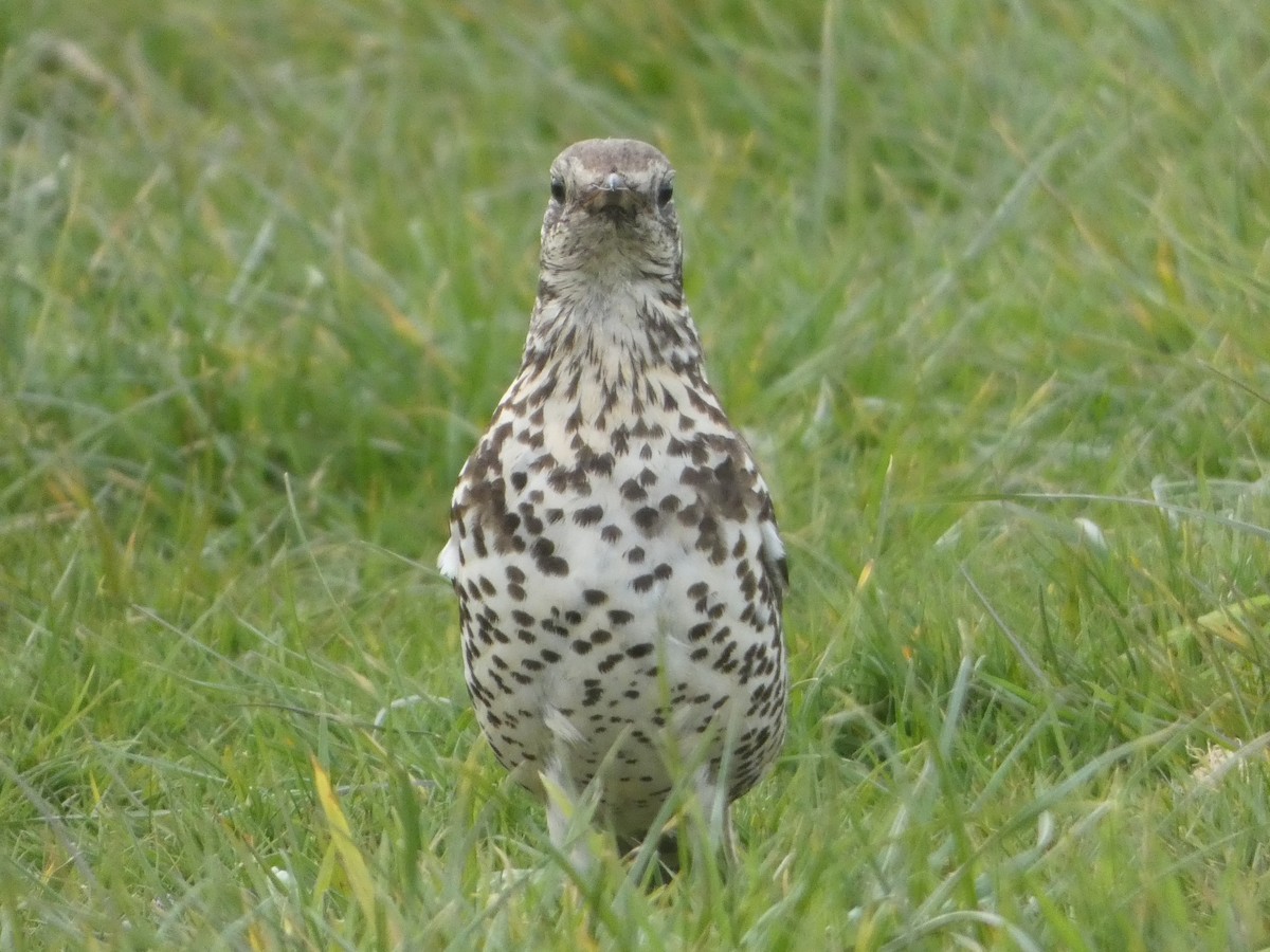 Mistle Thrush - ML618074505