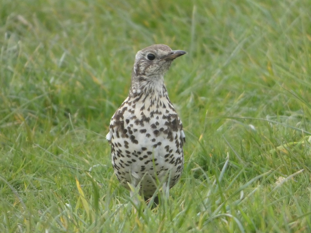 Mistle Thrush - ML618074506