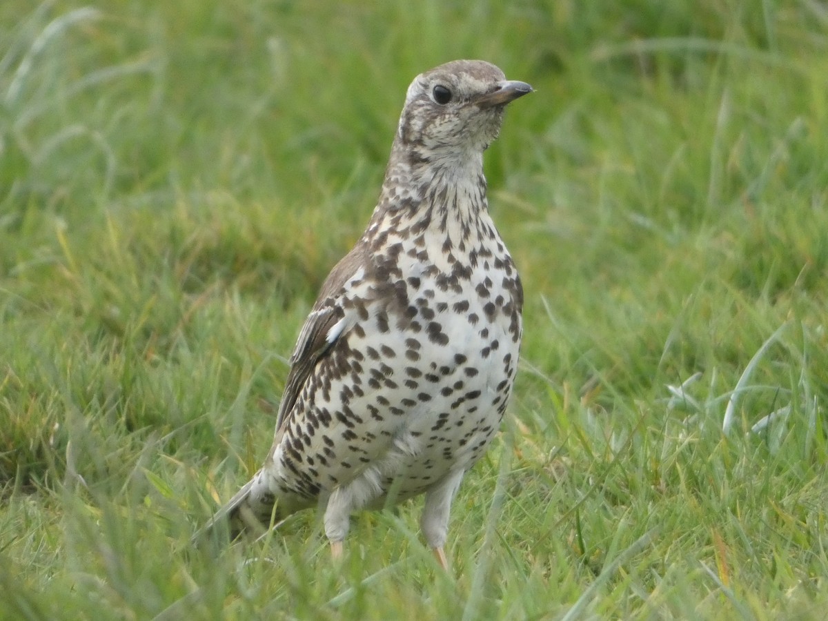 Mistle Thrush - ML618074507