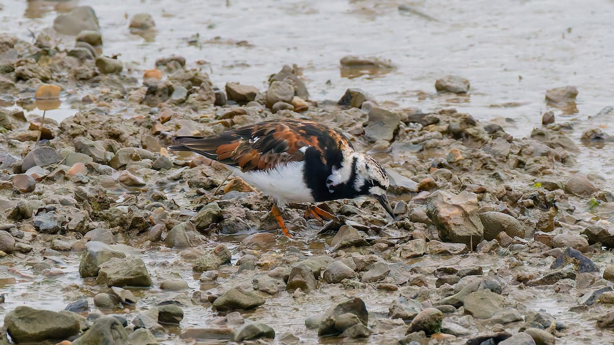 Ruddy Turnstone - Peter Kennerley