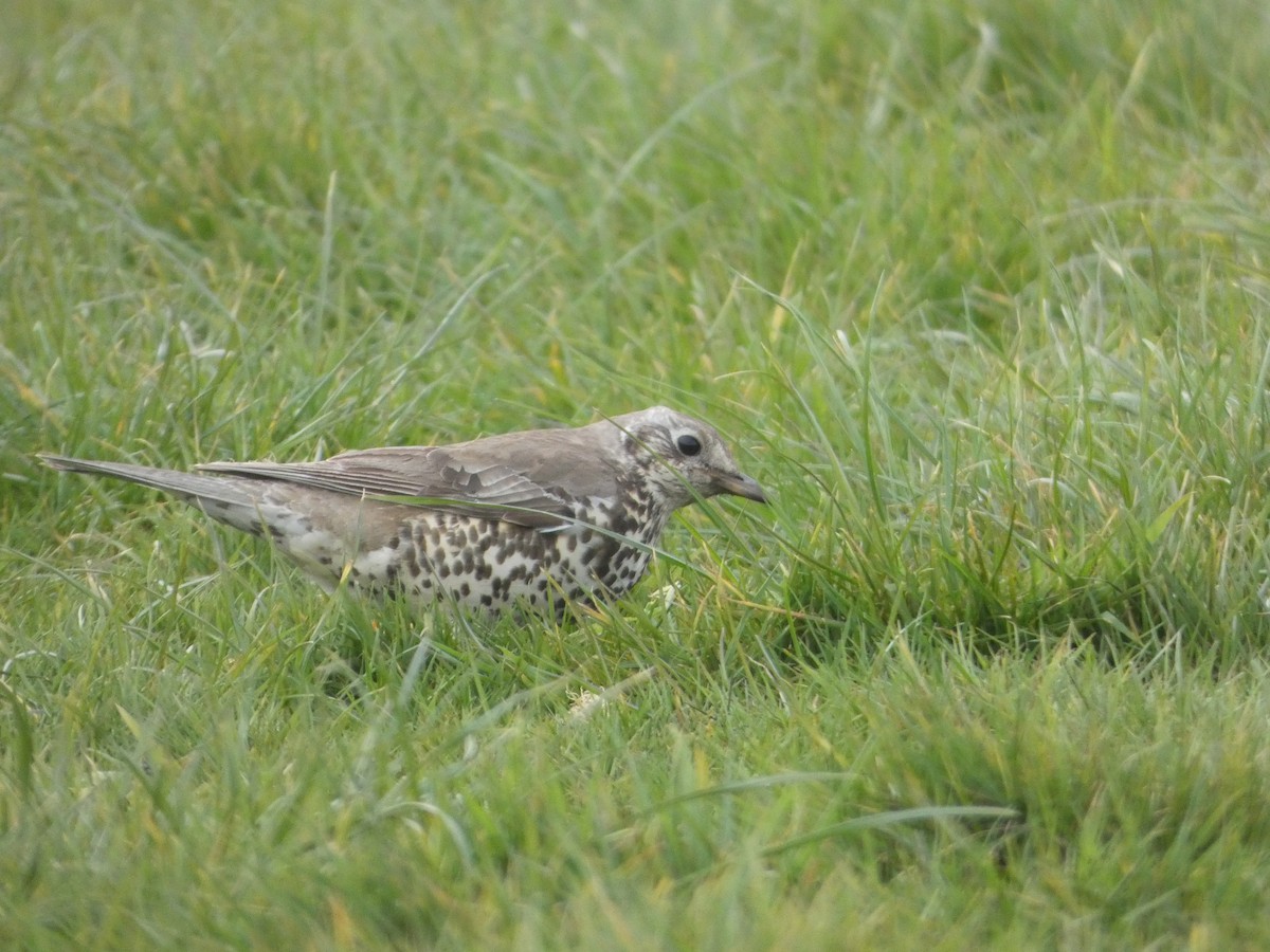 Mistle Thrush - ML618074510