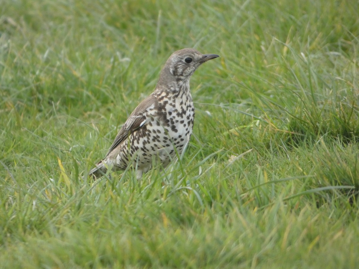 Mistle Thrush - ML618074511