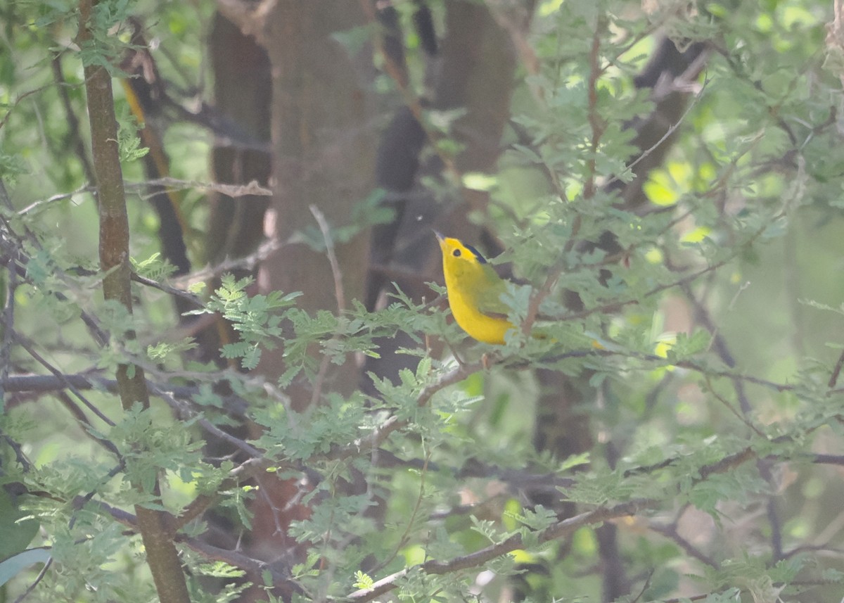 Wilson's Warbler - ML618074518