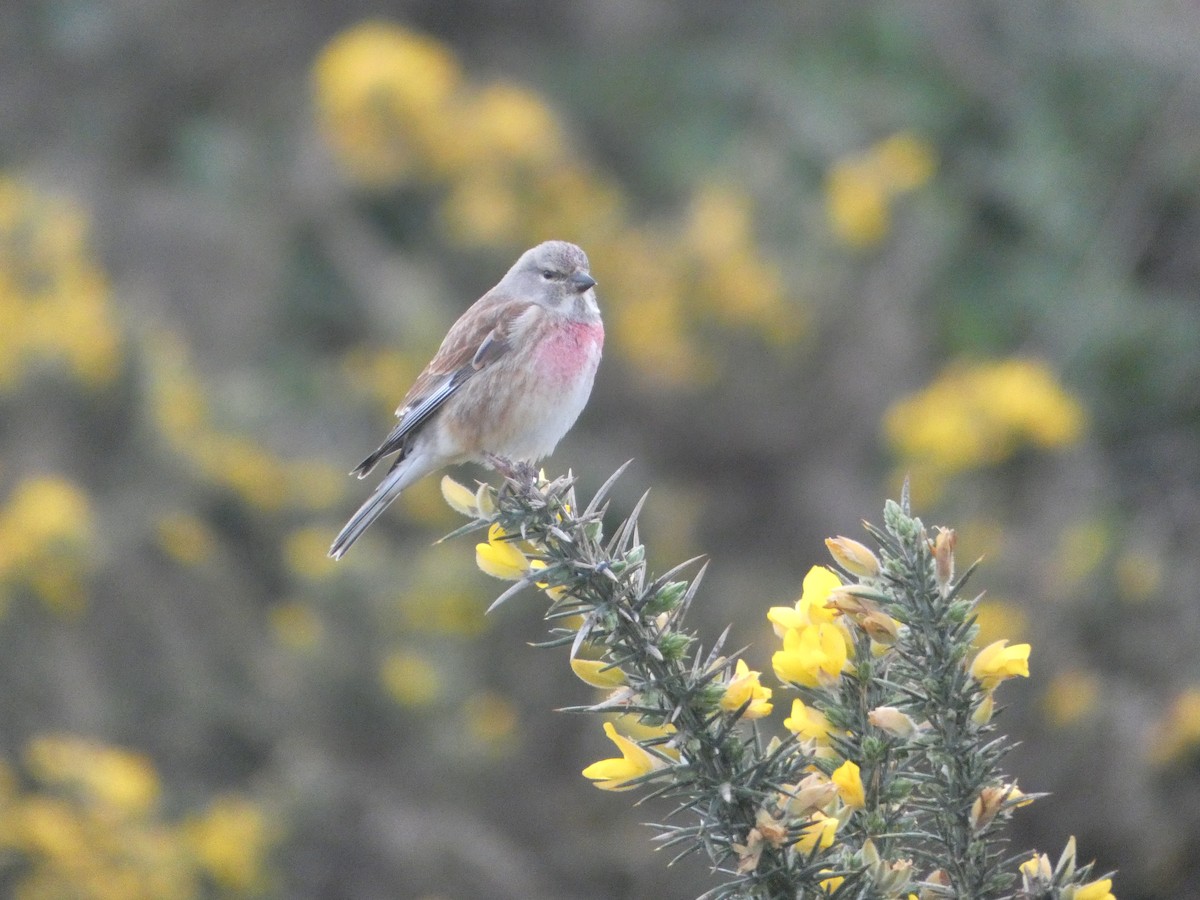 Eurasian Linnet - ML618074523