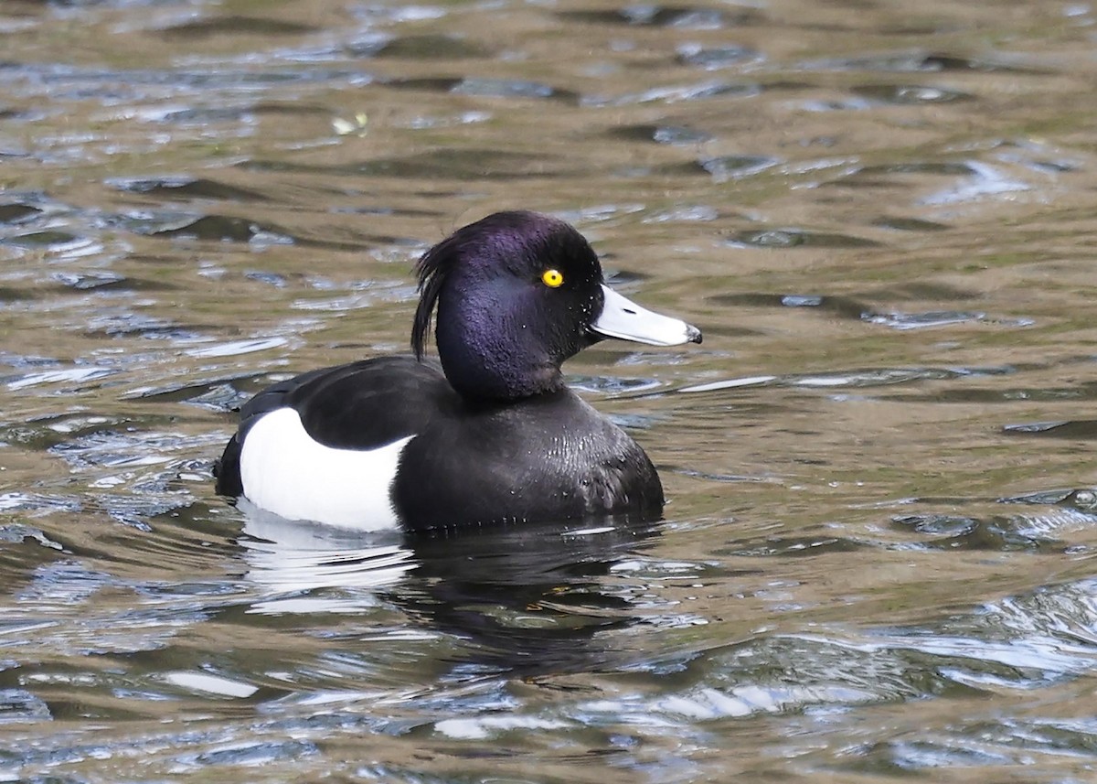 Tufted Duck - ML618074547