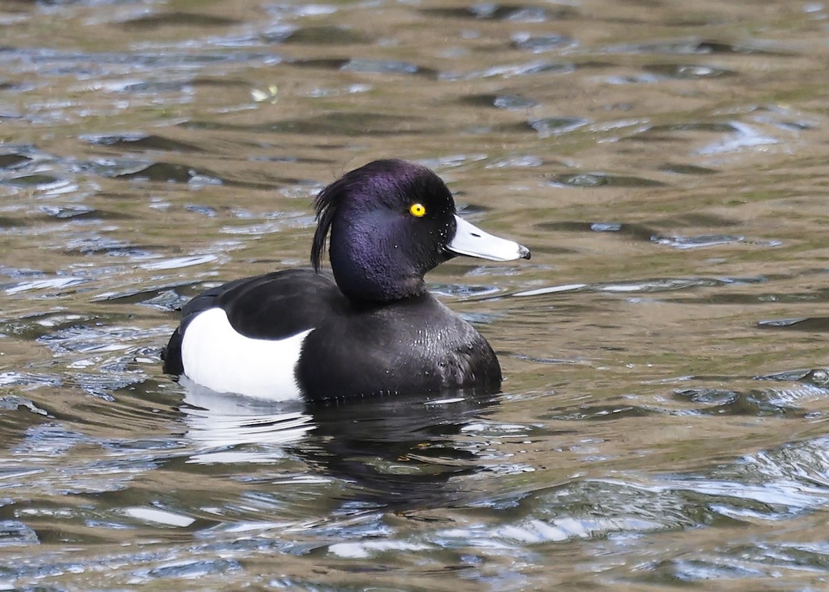 Tufted Duck - Ken Pride