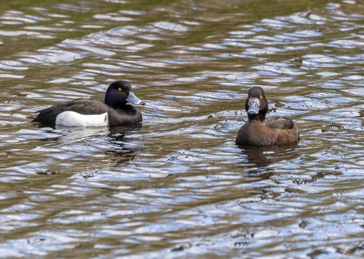 Tufted Duck - Ken Pride