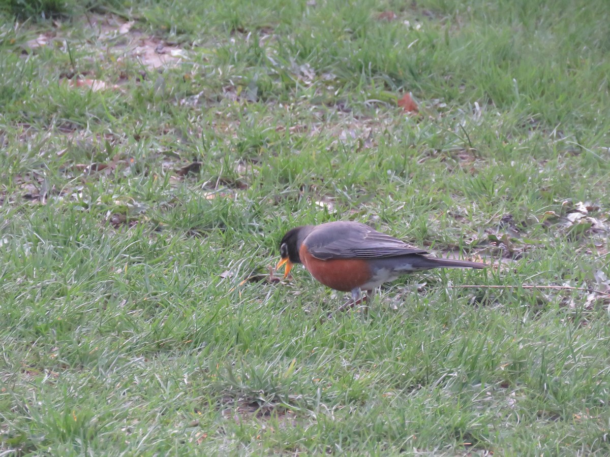 American Robin - Curtis Mahon