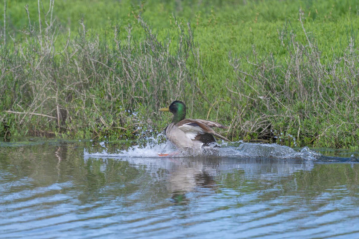 Mallard - Aditya Rao