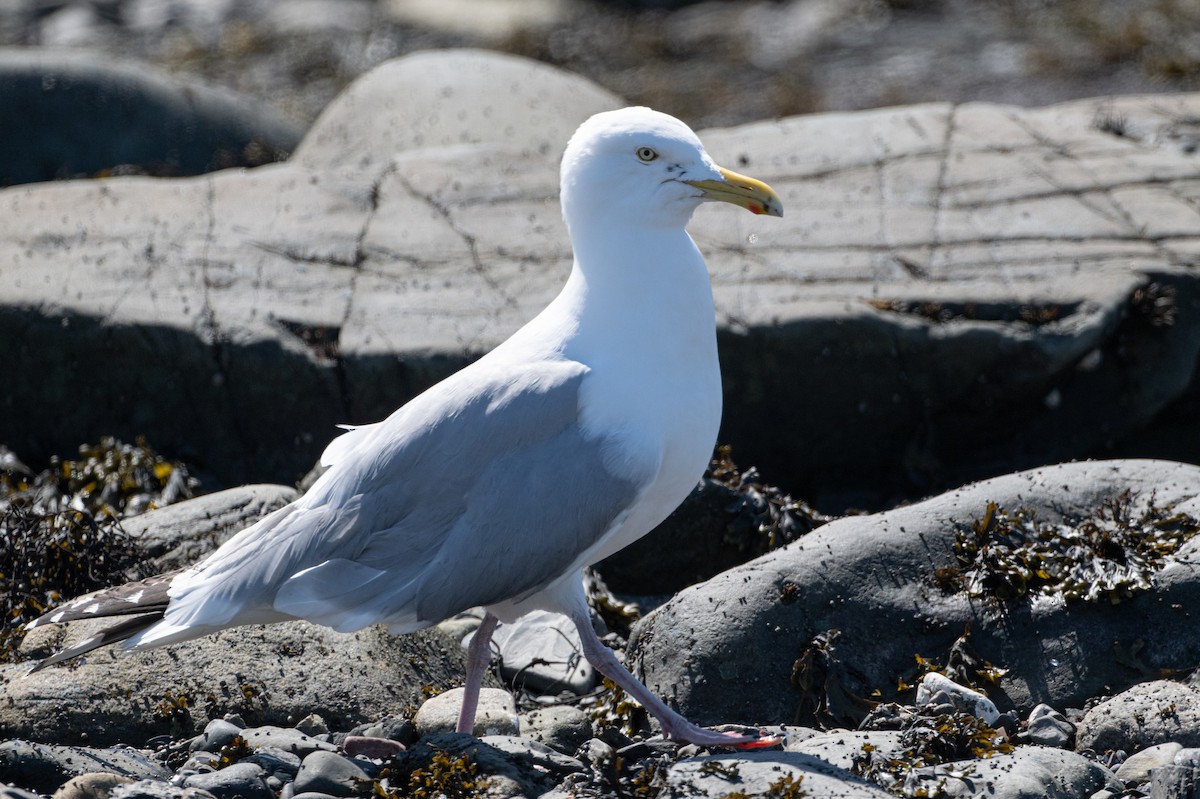 Herring Gull - Christine Pelletier et (Claude St-Pierre , photos)