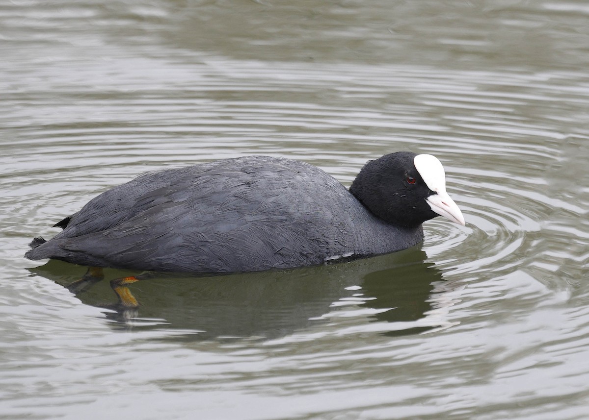 Eurasian Coot - Ken Pride