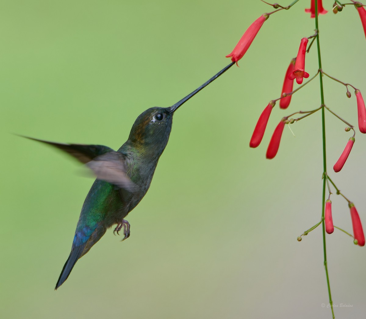 Colibrí Picolanza Mayor - ML618074606