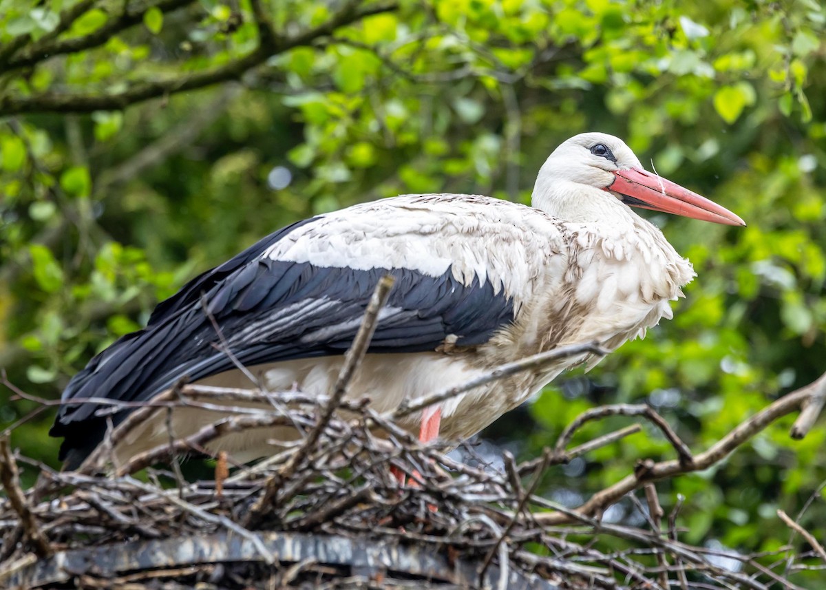 White Stork - ML618074612