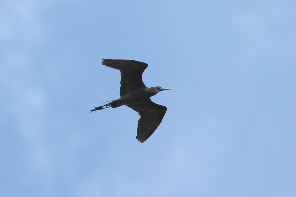 Little Blue Heron - Oscar Johnson