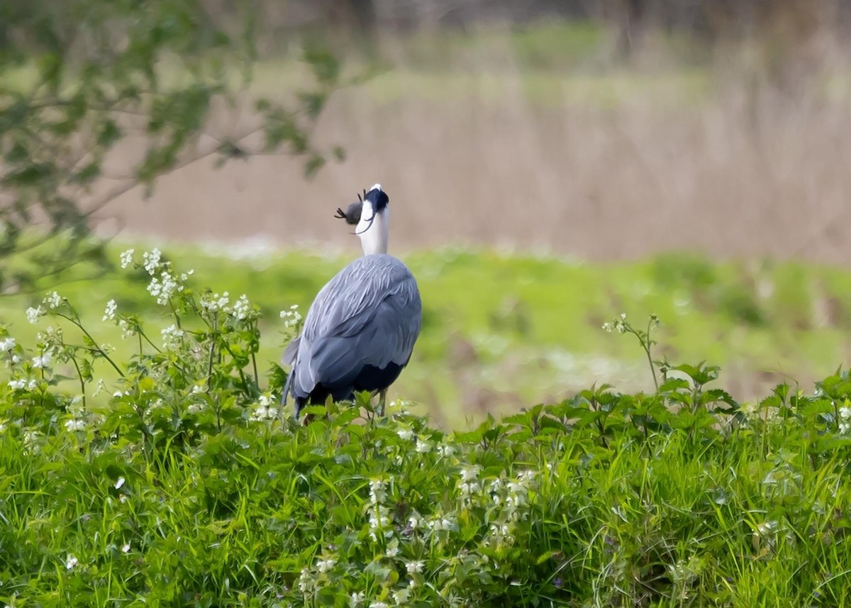 Gray Heron - Ken Pride