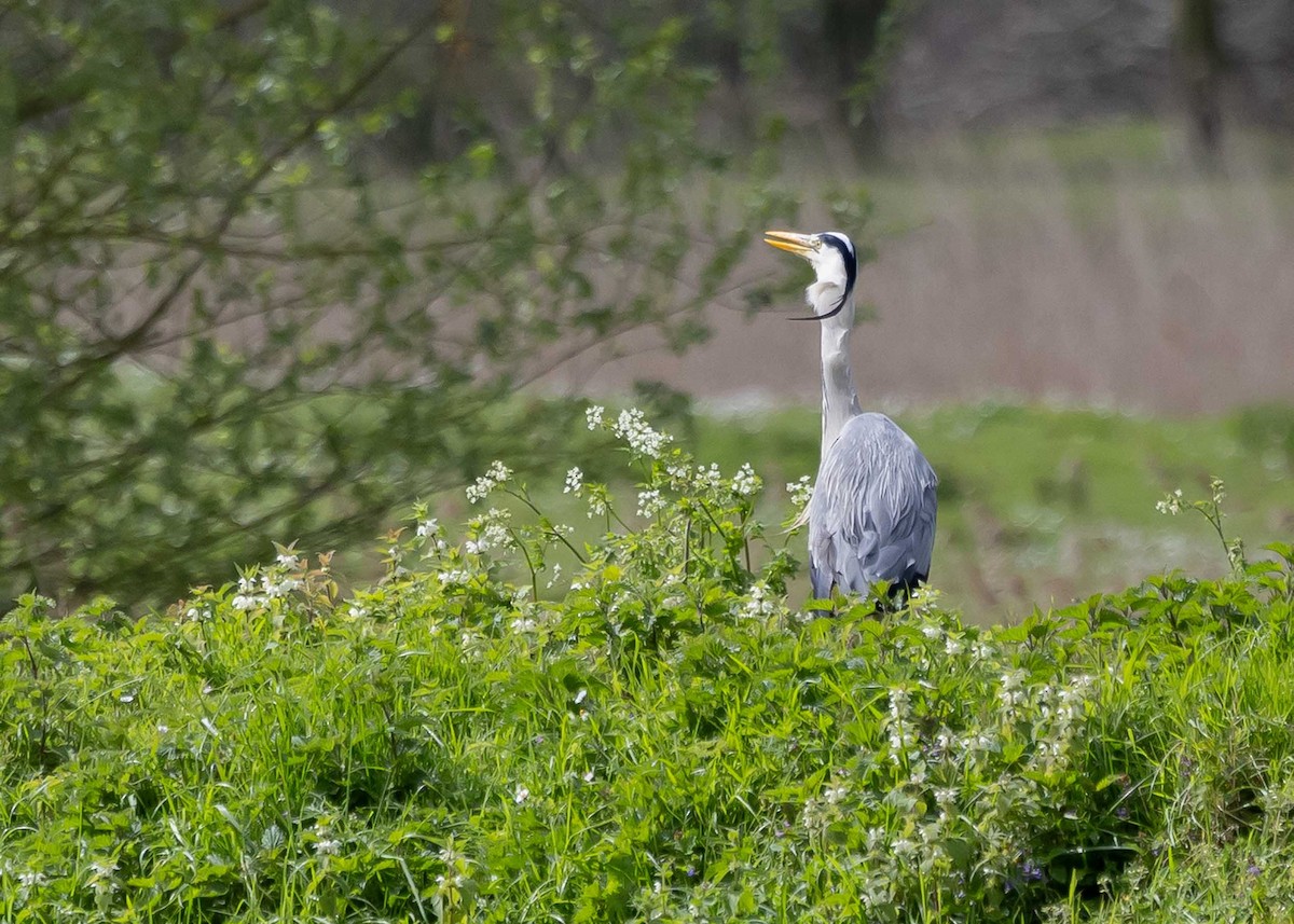 Gray Heron - ML618074630