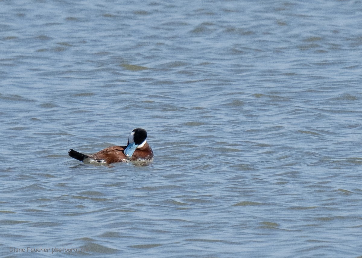 Ruddy Duck - ML618074639