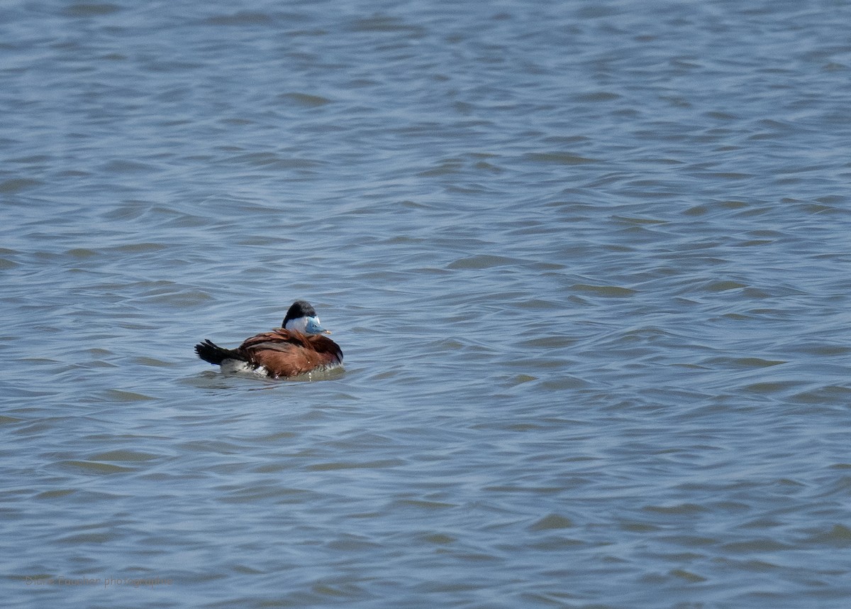 Ruddy Duck - ML618074646