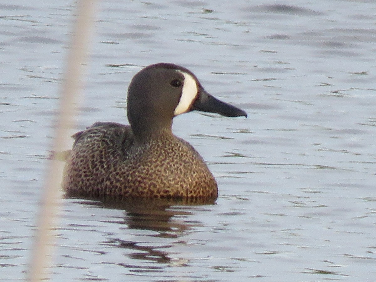 Blue-winged Teal - Robin Booth