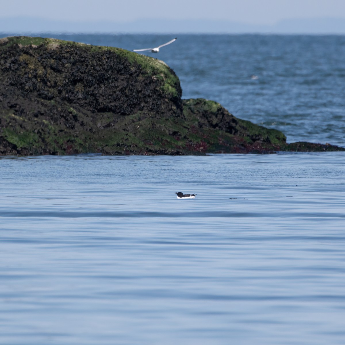 Razorbill - ML618074697