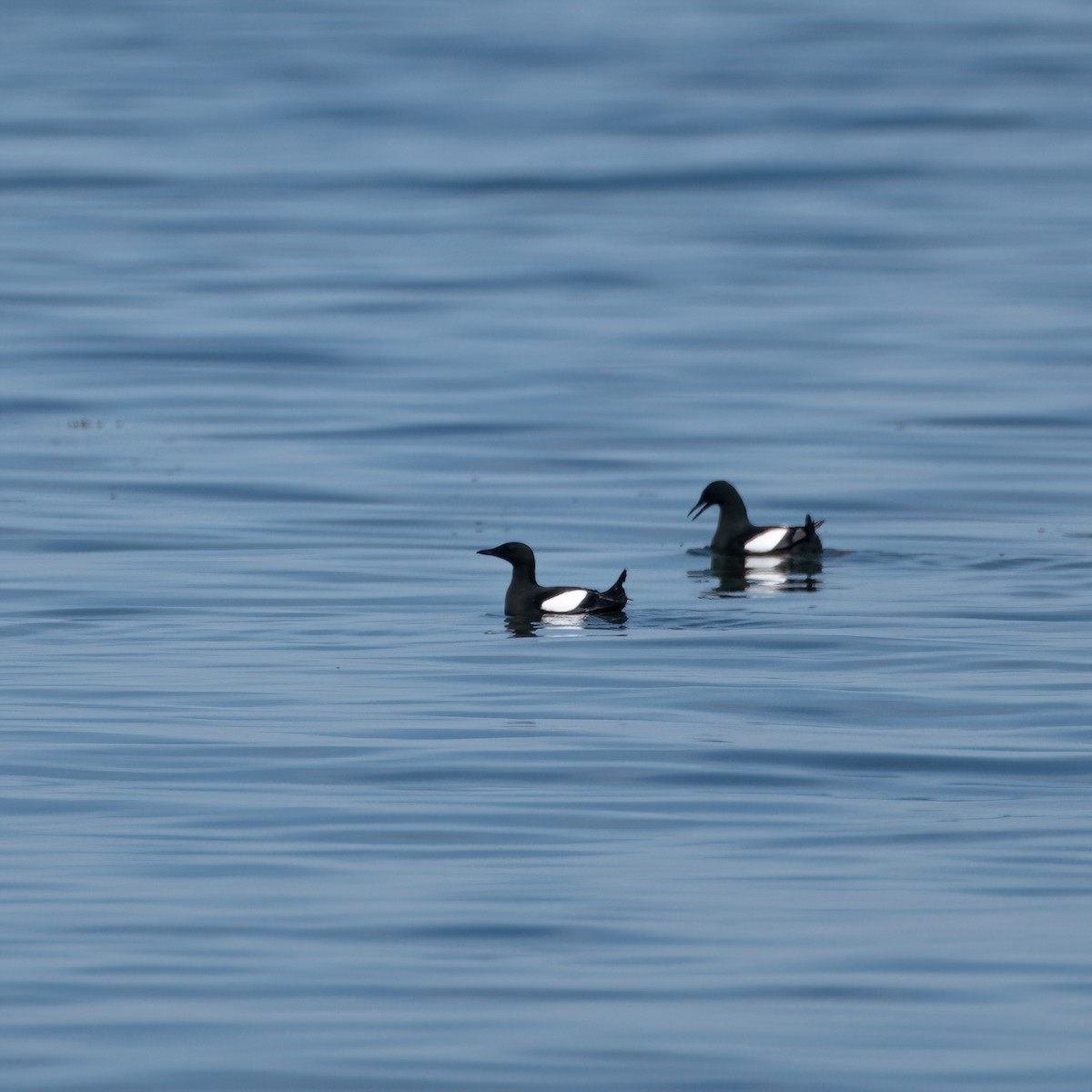 Black Guillemot - Christine Pelletier et (Claude St-Pierre , photos)