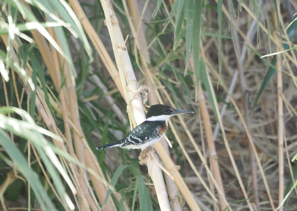 Green Kingfisher - ML618074764