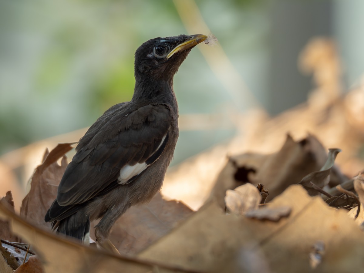 Common Myna - Nuttapong Jomjan